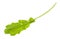 leaf of fresh caucasian garden cress (tsitsmati