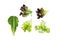 Leaf fresh green oak and red oak and green cos romaine lettuce vegetable for salad with nutrient for health isolated