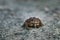 Leaf frog in the sand