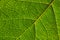 Leaf of a fruit shrub close-up. Mosaic pattern of a net of yellow veins and green plant cells. Bright background or wallpaper on a