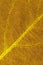 Leaf of fruit tree close up. Brown and yellow mosaic pattern of a net of veins and plant cells. Bright abstract inverted
