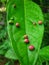 Leaf galls are little bumps on leaves and may be a sign of pest, bacterial, or fungal problems.
