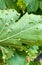 Leaf galls plant disease on grape leaves