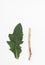 A leaf of a garden plant and part of a root for Botanical illustration on white background