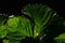 Leaf of garden strawberry Fragaria ananassa on dark background
