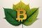 Leaf with a golden bitcoin symbol on a white background