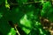 Leaf of grapes. Collection. Total depth of field. A leaf on a branch with branches.