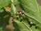 Leaf of grapevines with galls of Grape phylloxera, Daktulosphaira vitifoliae