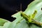 leaf grasshopper. eating insects animals various types of green leaves