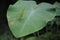 Leaf grasshoppers pereped on taro leaves