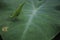 Leaf grasshoppers pereped on taro leaves