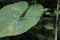 Leaf grasshoppers pereped on taro leaves