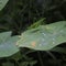 Leaf grasshoppers pereped on taro leaves