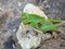 Leaf grasshoppers are on a rock at the edge of a river.