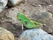 Leaf grasshoppers are on a rock at the edge of a river.