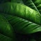 Leaf green closeup nature background pattern and texture light.