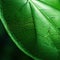 Leaf green closeup nature background pattern and texture light.