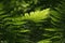 Leaf of green fern on a blurred natural background. Polypody plant growing in the woods.