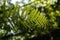 Leaf of green fern on a blurred natural background. Polypody plant growing in the woods.