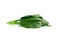 Leaf of green fresh spinach isolated on a white background. Nutrition plan