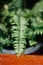 A leaf of green garden fern on a blurry background of a pot and bench. Garden, green plants