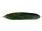 Leaf or green Leaves Isolated on white background. Bamboo leaf or Bambusoideae.