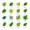 Leaf green leaves of trees leafed oak and leafy maple or leafing foliage illustration of leafage in spring set with