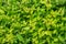 Leaf green plant texture closeup. Drop greenleaf.