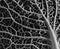 Leaf of a green savoy cabbage with crinkled texture, close up shot in black and white