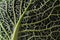 Leaf of a green savoy cabbage with crinkled texture, close up shot, useful as food background