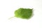 A leaf of green shiso in a white background