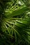 leaf, green, striking, shadow, vegetation, close up,
