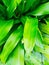 Leaf green tree colour plant jungle tropics