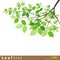 Leaf green tree vector illustration