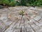 Leaf growing in place of sawn tree. Ecological problems. Deforestation