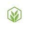 Leaf Growth Box Logo Design