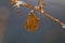 A leaf hangs on the branch covered with ice crystals