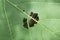 Leaf with holes, eaten by bug