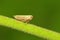 Leaf hopper