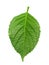 Leaf of hortensia