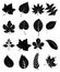 Leaf icons set