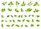 Leaf icons set. Set  green leaves design elements. Various shapes  leaves  trees and plants.