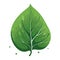 Leaf image. Ecology concept