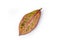 leaf from indoor croton flower on white background