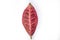 Leaf from indoor croton flower on white background