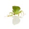 Leaf insect, Phylliidae - Phyllium sp