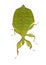 Leaf insect, Phylliidae - Phyllium sp