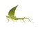 Leaf insect, Phylliidae - Phyllium sp