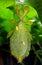 Leaf insect, Walking leaf, Phylliidae