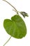 Leaf of  ipomoea, Japanese morning glory, convolvulus, isolated on white background